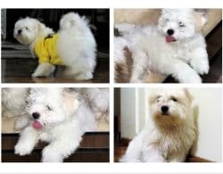 سگ مالتیز شیتزو 8 ماهه سفید